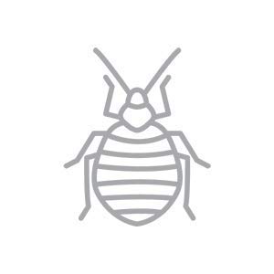 BUGGSLAYER Insecticide Ready-to-use Indoor 32-oz