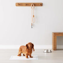 Load image into Gallery viewer, Amazon Basics Dog and Puppy Pee Pads, 5-Layer Leak-Proof Super Absorbent, Quick-Dry Surface, Potty Training, Regular (22x22"), 100 Count, Blue & White