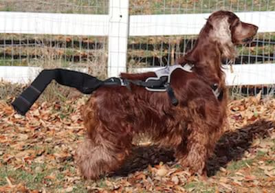 K9 TailSaver: Large Happy Tail Protector for Labrador, Golden Retrieve, Pitty, Doodles – Check Size Chart Image for FIT