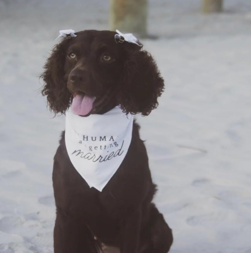 My Humans are Getting Married Engagement Dog Bandana for Photoshoot, Proposal, Wedding, Gift for Newly Engaged Couple, Boho Aesthetic, Natural Beige, Modern Minimalist Design (White, Small)