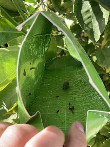 Trece Citrus Leafminer Trap Kit - 3 Pack