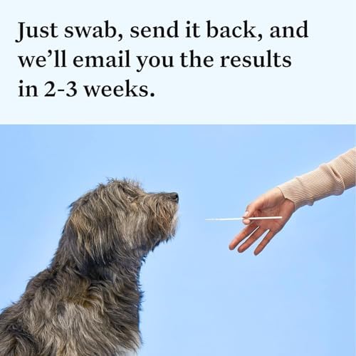 Wisdom Panel Essential Dog DNA Kit: Most Accurate Test for 365+ Breeds, 30 Genetic Health Conditions, 50+ Traits, Relatives, Ancestry - 1 Pack