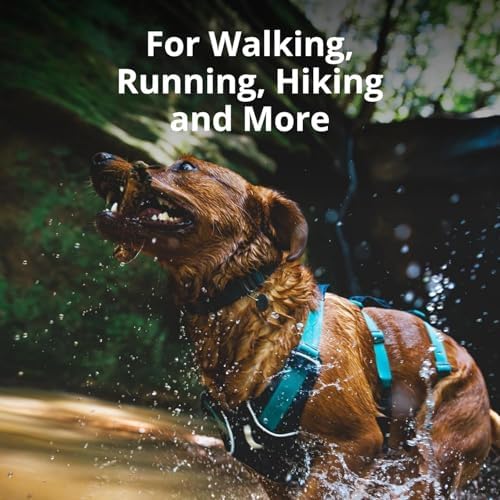 Ruffwear, Flagline Dog Harness, Lightweight and Reflective, No Pull Dog Lift Harness for Hiking, Running and Everyday Use, Sage Green, Medium
