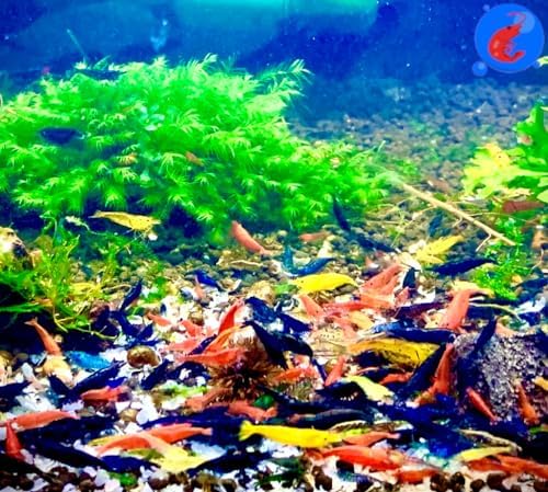 Shrimp Up Aquatics™ 20+ Mixed Color Neocaridina Shrimp Live Freshwater Shrimp Aquarium Inverts Live Arrival Gaurantee!, Mixed