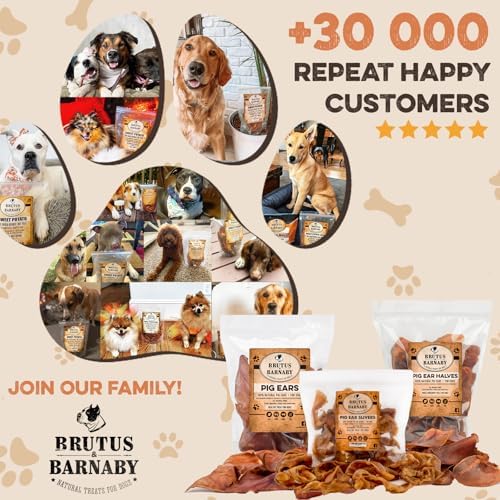 100% Natural Whole Pig Ear Dog Treat - 12 Pack Our Healthy Pig Ears Are Easy To Digest, Chemical & Hormone Free Thick Cut For Aggressive Chewers, Great Small Or Large Dogs