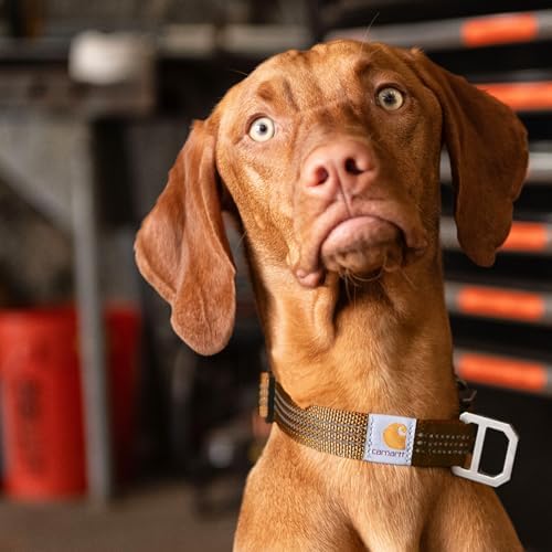 Carhartt Fully Adjustable Nylon Webbing Collars for Dogs, Reflective Stitching for Visibility, Light Moss (Nylon Webbing), Large