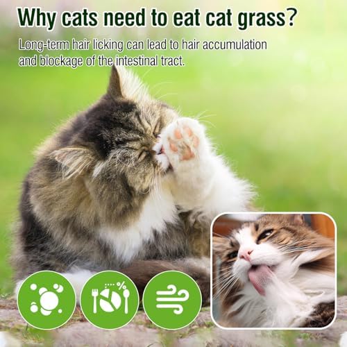 100g/3.52oz Cat Grass Treats, Cat Grass Teething Stick for Hairball Remove and Teeth Cleaning, Edible Cat Grass Stick Snack