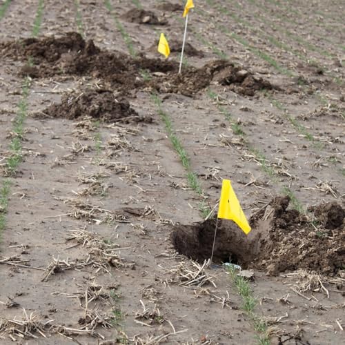 Cinch Gopher Trap - Professional-Grade Gopher Traps That Work Best, Heavy Duty, Reusable Rodent Trapping System - Ideal for Lawns, Gardens, Ranches, and More - Outdoor Use, Medium, Single Trap