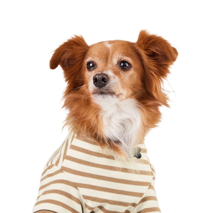 Reddy Stripe Tee for Dogs Tan Large