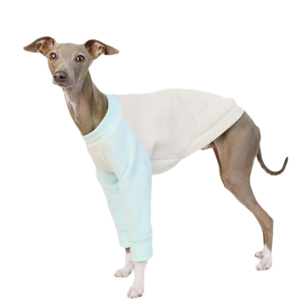 UOSIA Italian Greyhound Clothes Whippet Clothes Basic Soft Dog Shirt Long-Sleeved Dog Pullover Shirt Cotton Puppy Clothing Crewneck Dog Sportswear Fall Pet Outfits for Small Medium Dogs