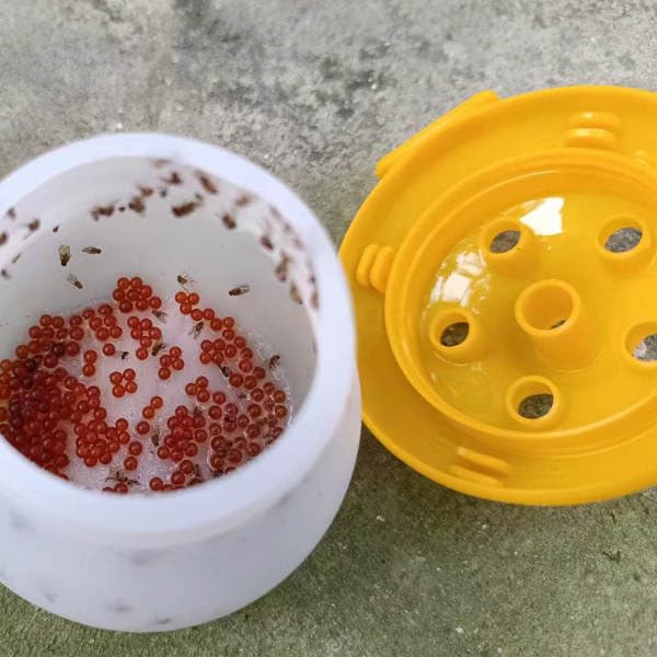 Fruit Fly Trap Killer and Sticky Traps for Indoor and Outdoor Flies - Fungus Gnat Pest Control with 4 Bait Packs and 10 Sticky Traps House Kitchen Plants Insect Bug Catcher