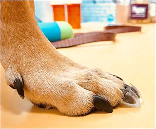 TAKTIKAL Dr. McHenry's Dog Toe Treads, Set of 24, Adhesive, Cleaning Brush, Increased Traction, Mobility Support, Large Kit- Weight: 40-60 lbs. Net Weight 1.6 oz.