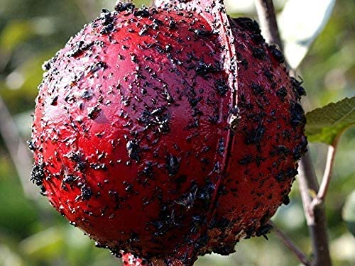 (40 Pack) Apple Maggot Trap Deluxe Kit - with NO Pesticides, Made in USA