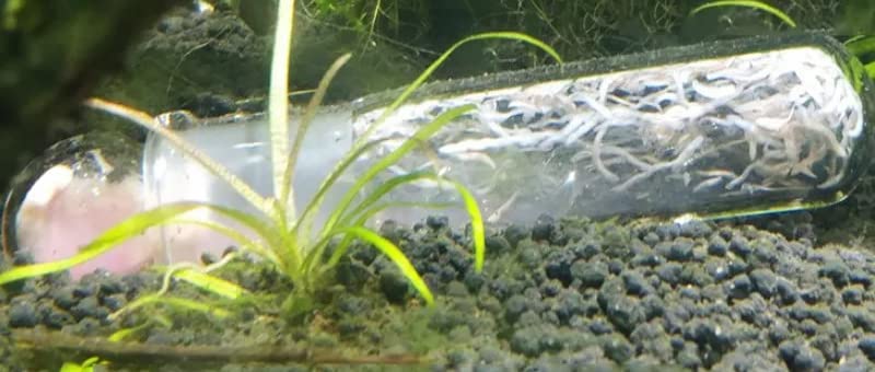Planaria Trap Leech & Flatworm Trap/Catcher for Shrimp Tank or Aquarium by Awesome Aquatic (Glass 3 Holes)