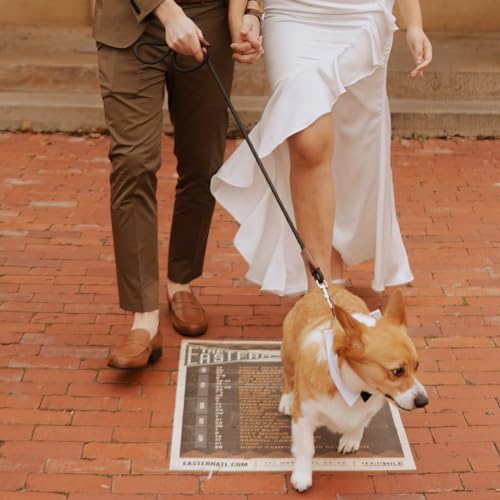 MayPaw 4/6 /8/10 FT Dog Leash, Classic Solid Colors, Strong Nylon Rope Dog Leash Reinforced with Leather Tailor Connection Heavy Duty Silver Clasp