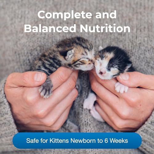 PetAg KMR Kitten Milk Replacer Powder - 6 oz - Powdered Kitten Formula with Prebiotics, Probiotics & Vitamins for Kittens Newborn to Six Weeks Old - Easy to Digest