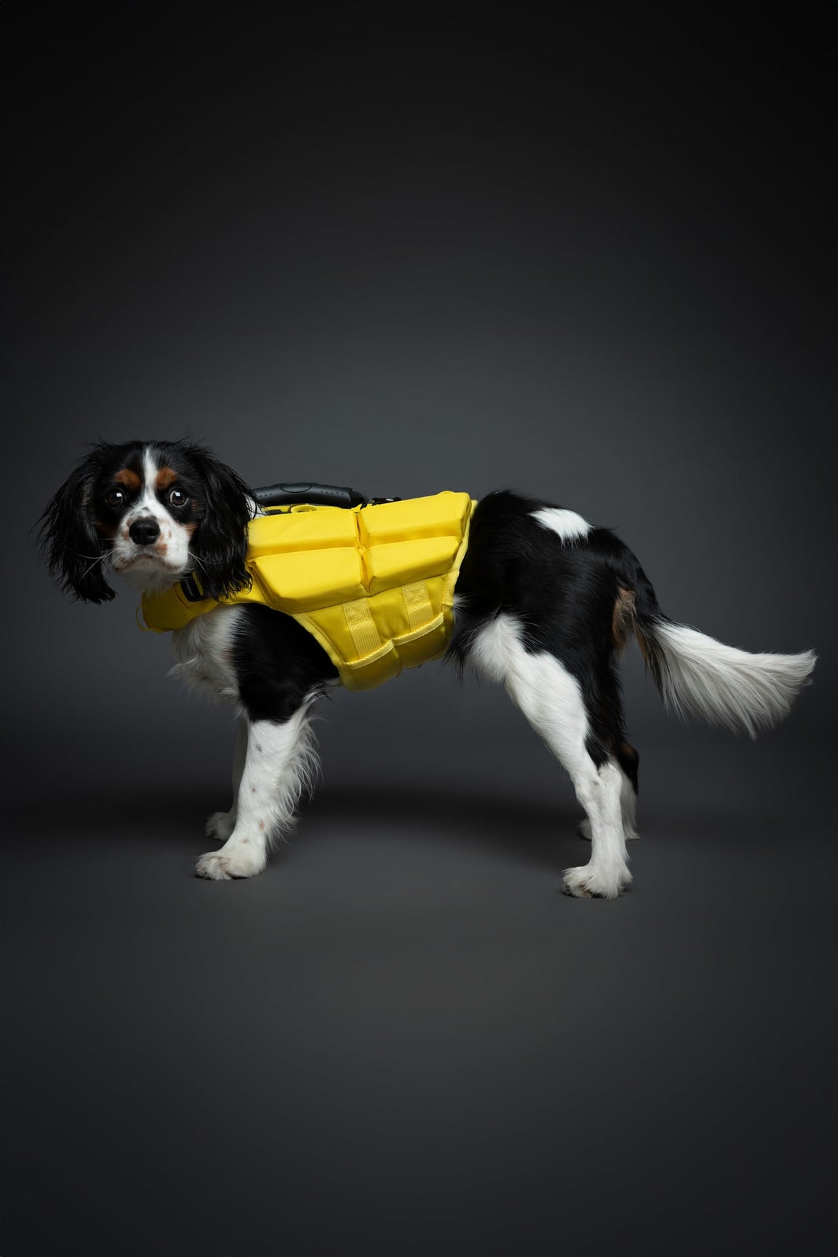 NOAH & PAW Dog Life Jacket, Human Standards Lifejacket Design, Dog Life Vest for Swimming and Boating, 3X Foam Support for Max Floating, Breathable Mesh, Salvavidas para Perros, Size M