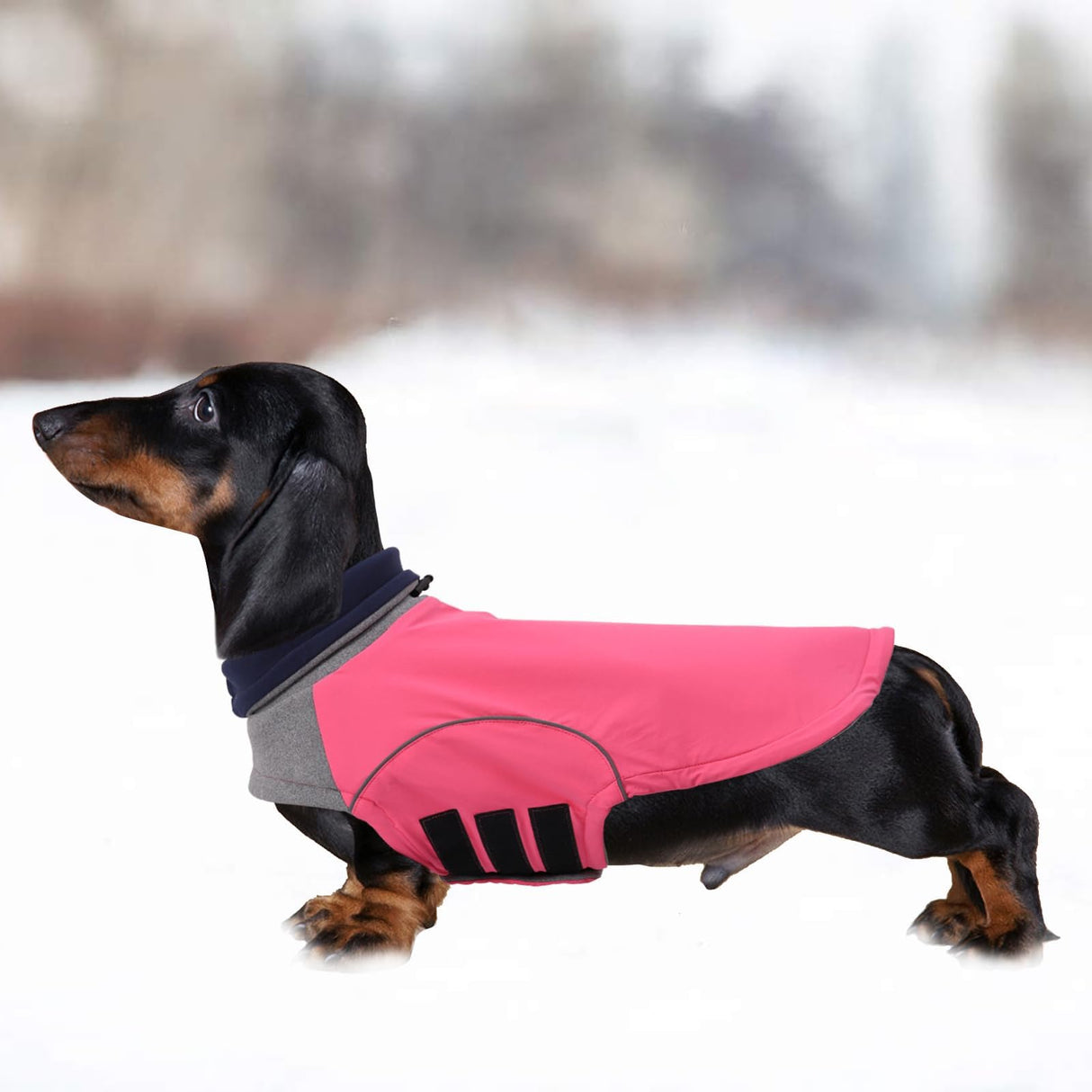 Brabtod Dog Winter Coat for Dachshund,Waterproof Miniature Dachshund Clothes Jacket,Small Dog Coat,Dachshund Jumper with Turtle Neck,Pet Outfit Ideal for Walking,Camping-Pink-S