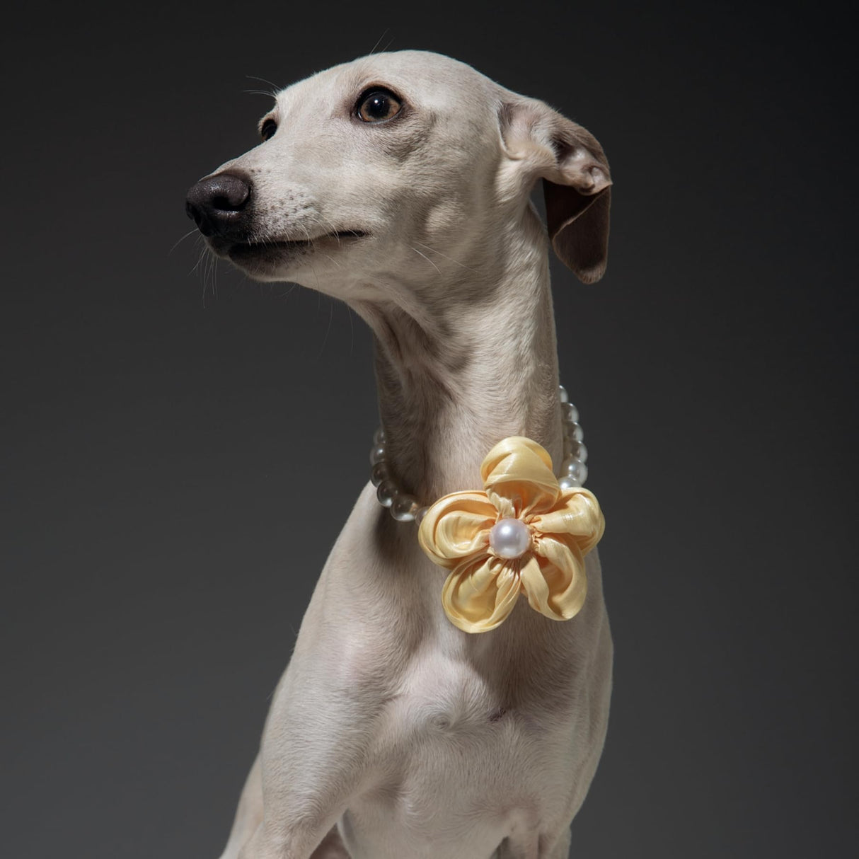 Elegant Pearl Flower Dog Necklace – Adjustable & Stylish for Weddings, Birthdays, and Parties (Yellow, L(18.5-20.5 inches))
