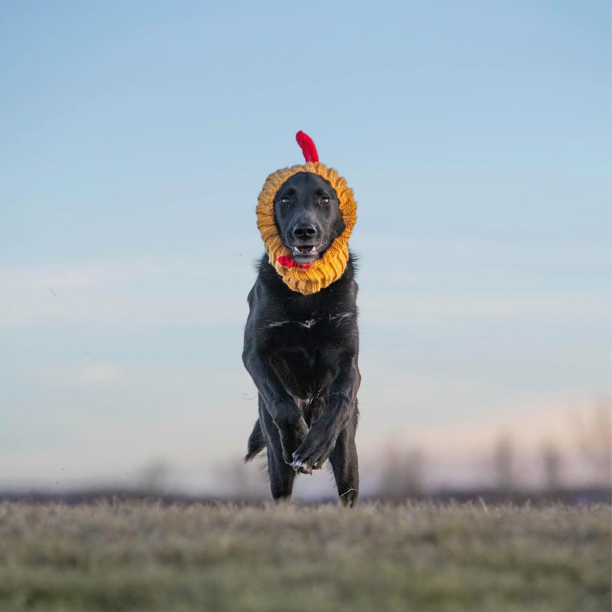 Zoo Snoods Rooster Costume - Knit Chicken Dog Snood Ear Wrap for Pets, Warm Neck Cover for Halloween and Winter (Small)
