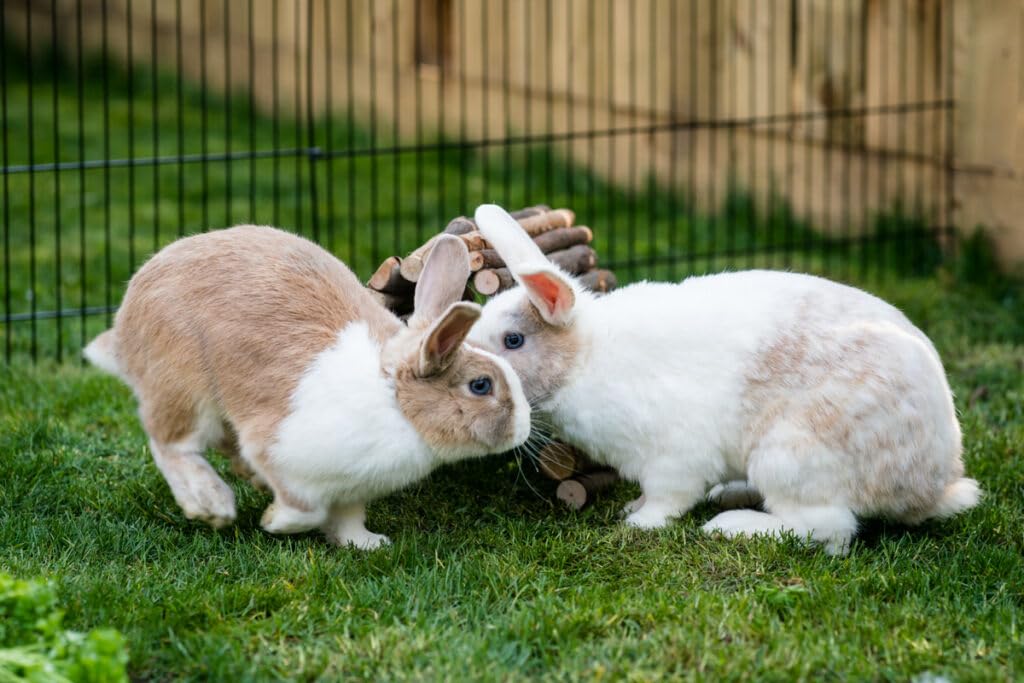 New Country Organics Rabbit Food Pellets - Essential Bunny Supplies - Corn-Free and Soy-Free - 15% Protein Rabbit Feed - Certified Organic and Non-GMO - 25 lbs