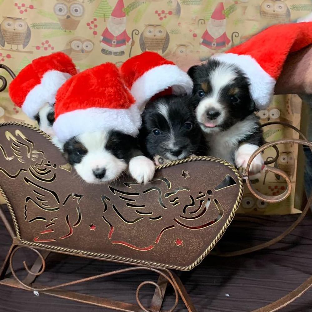 Beiabang 10 Pcs Dog Cat Pet Santa Hat Christmas Pet Costumes Santa Hat Pet Christmas Photo Props for Puppy Kitten Small Cats Dog