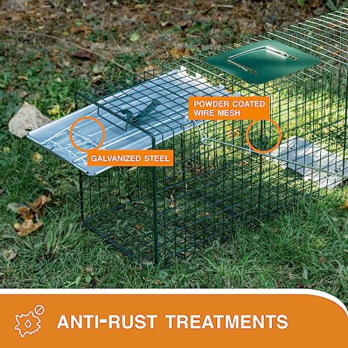 HOMESTEAD 2-Pack Live Animal Trap - Specialized for Raccoons, Opossums, Groundhogs, Skunks, Feral Cats, Squirrels - Heavy Duty Steel Traps, 1-Door, Green, Humane Catch & Release Animal Trap,89-302