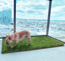 Load image into Gallery viewer, DoggieLawn Dog Potty - Real Grass - XLarge 24x48 inches