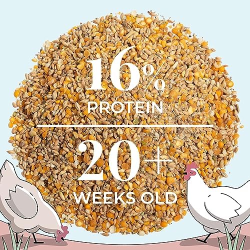 Organic Chicken Feed – Layer Whole Grain, Non-GMO, USA Grown, 16% Protein, Corn-Free, Soy-Free, Non-Medicated Feed for Chickens, 2 lb Sample