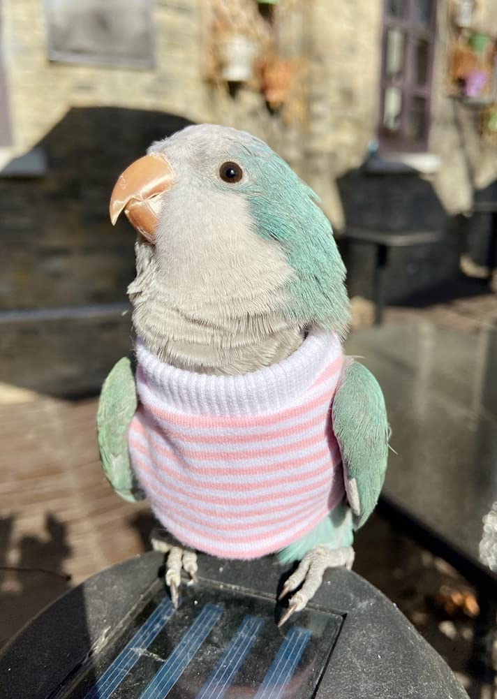 Bird Clothes - Handmade Cotton Stripe Shirt Round Collar Sweater Flight Suit for Parrots African Greys Parakeet Cockatiel Sun Conure Christmas Halloween Cosplay Apparel Bird Supplies (5XL,Pink)