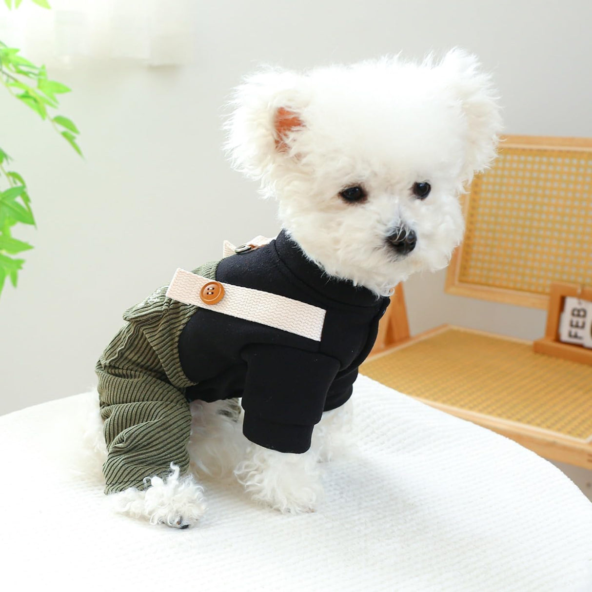 Dog Outfits for Small Dogs Boy Dog Clothes Boy Comfort Jumpsuit One Piece Cat Apparel Dog Pjs Small Dog Outfits Female Dog Tshirts Soft Chihuahua Puppy Clothes Dog Costume Black Green S