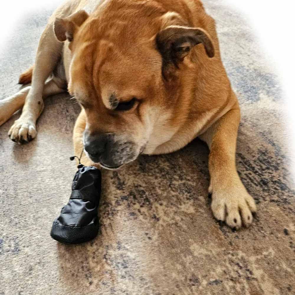Syorix Dog Paw Wound Recovery Boot | Waterproof Protector for Injured Paws, Anti-Lick Support, Non-Slip Sole Dog Bootie | for Medium, Large & XL Dogs (1 Boot) (XXXL=3XL)