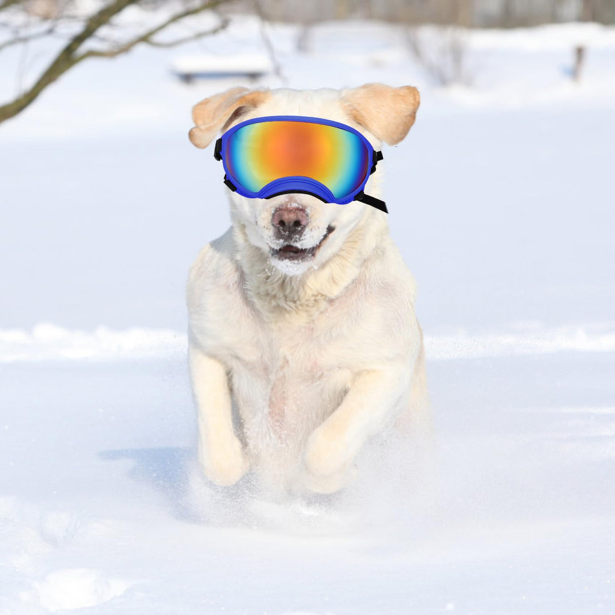 Large Dog Sunglasses Dog Goggles Pet Glasses Pet Eyewear with Adjustable Strap,Glasses for Medium Large Dog Swimming Skating Glasses UV Proof Windproof Dustproof