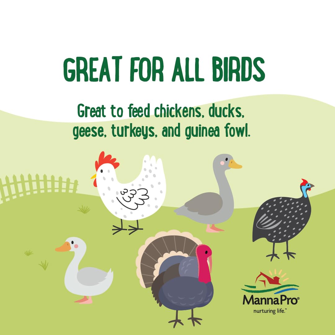 Manna Pro Farmhouse Favorites Beetle Bliss Poultry Treat – Blend of Mealworms and Beetles – All Natural Treat for Chickens, Ducks, Geese, Turkeys, & Guinea Fowl – 45% Protein – 2lb Bag