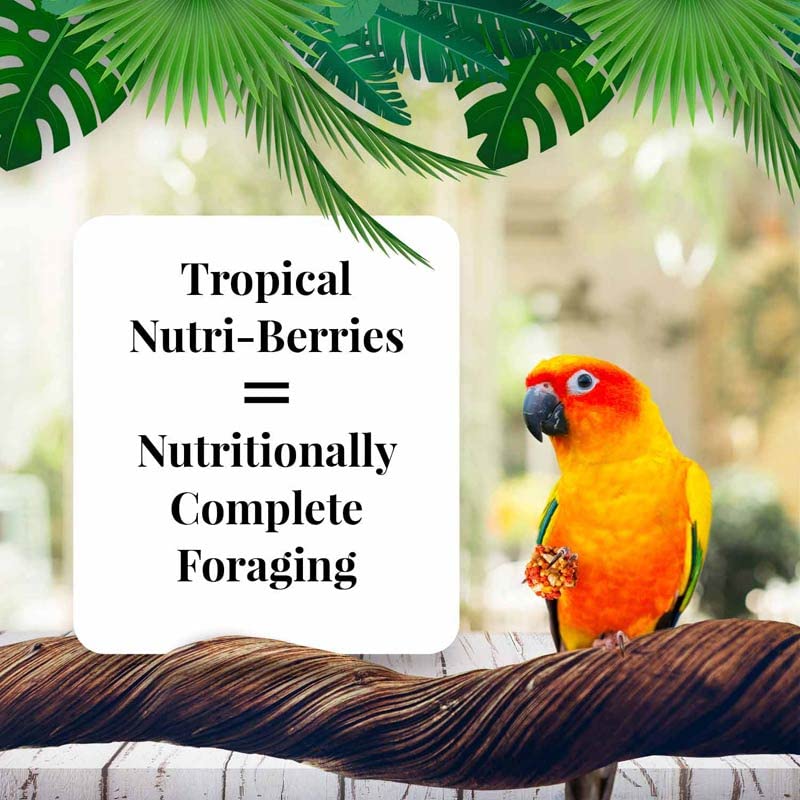 LAFEBER'S Tropical Fruit Nutri-Berries Conure Food, Made with Non-GMO and Human-Grade Ingredients, for Conures (Tropical Fruit 10 oz Pack of 2)