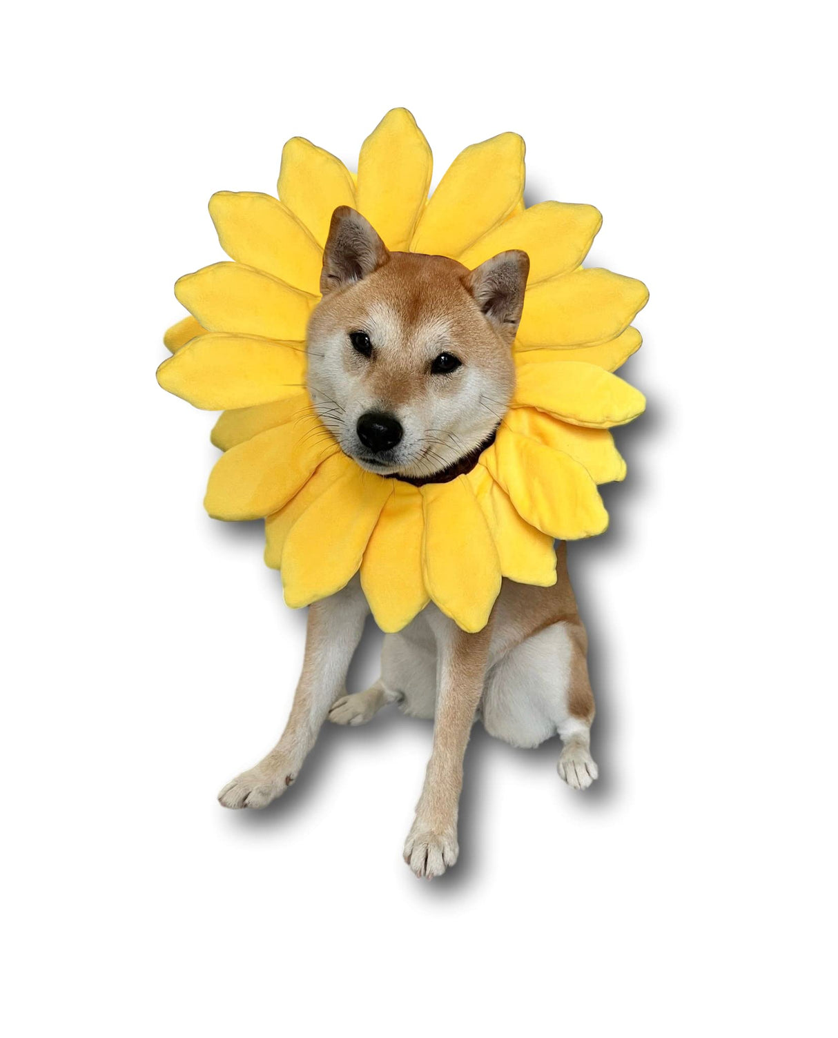 ComfyCamper Sunflower Dog Costume for Small Medium Large Dog Puppy Puppies Cat Kitten – Cute Head Flower Headband Outfits – Collar Cone Costume Hat Sombrero Outfit Pet Cosplay Halloween (X-Large)