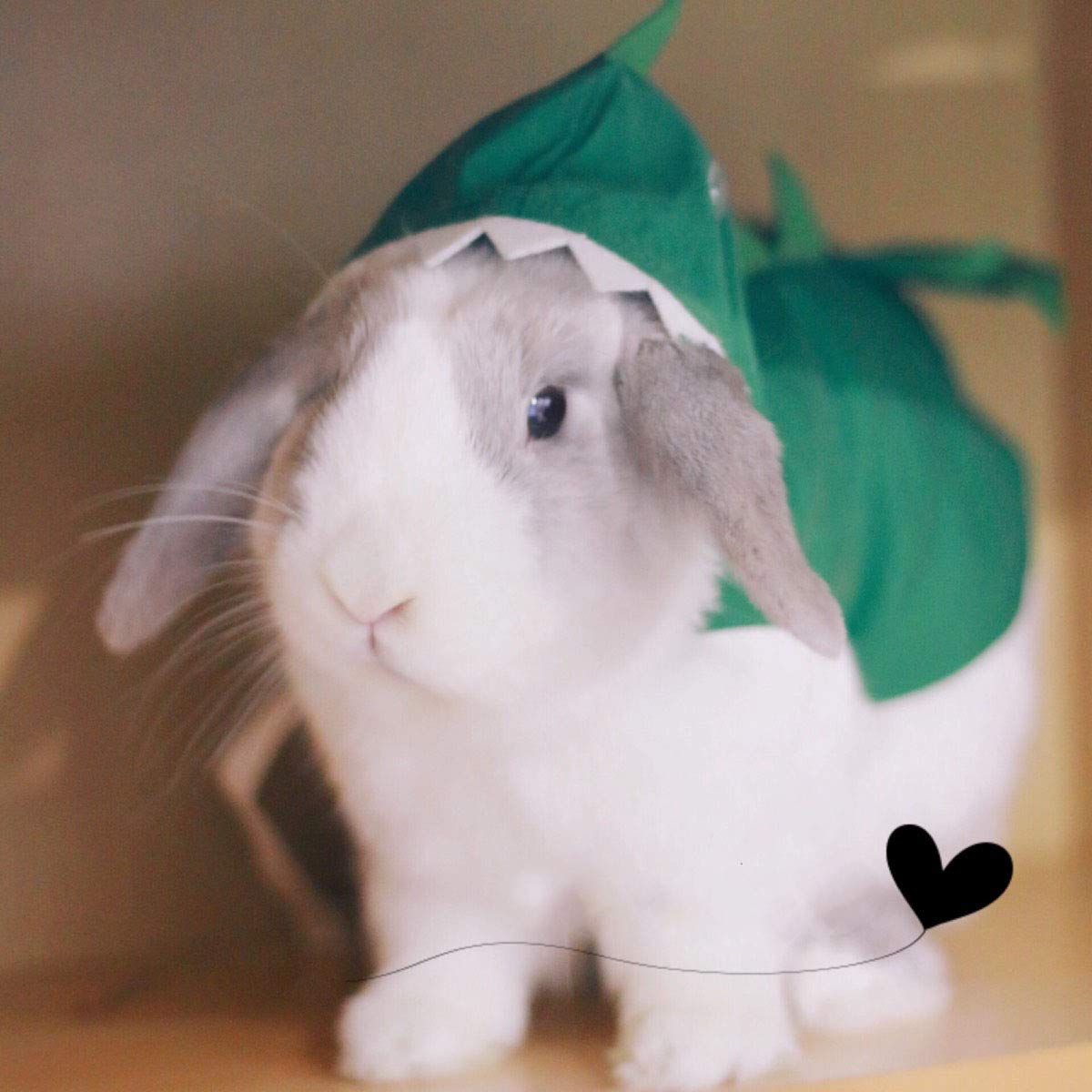 Rabbit Clothes Halloween Costume Dinosaur Harness Adjustable Hoodie for Halloween Dress Up Party Cosplay Photo Shoot for Rabbit Chinchilla Guinea Pig Kitten Puppy Small Animal (M (Chest:11"-16"))