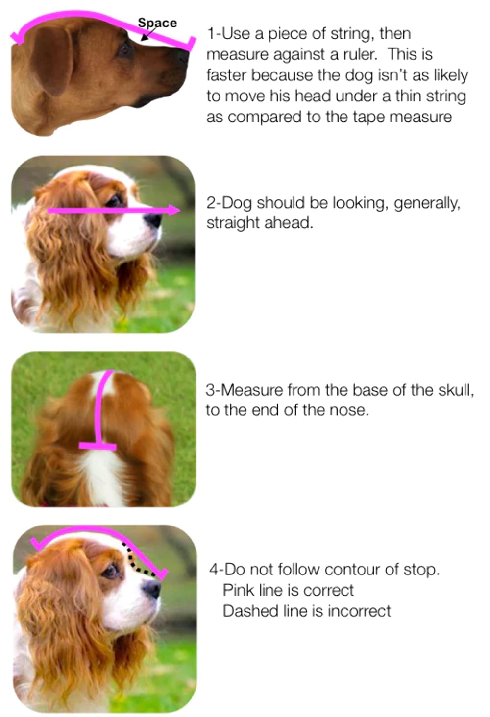Out Fox Field Guard Size M - Vet-Recommended Dog Safety Mask for Foxtails, Grass Seeds, Bugs and Debris | Breathable, Lightweight, Patented Design | Multiple Sizes