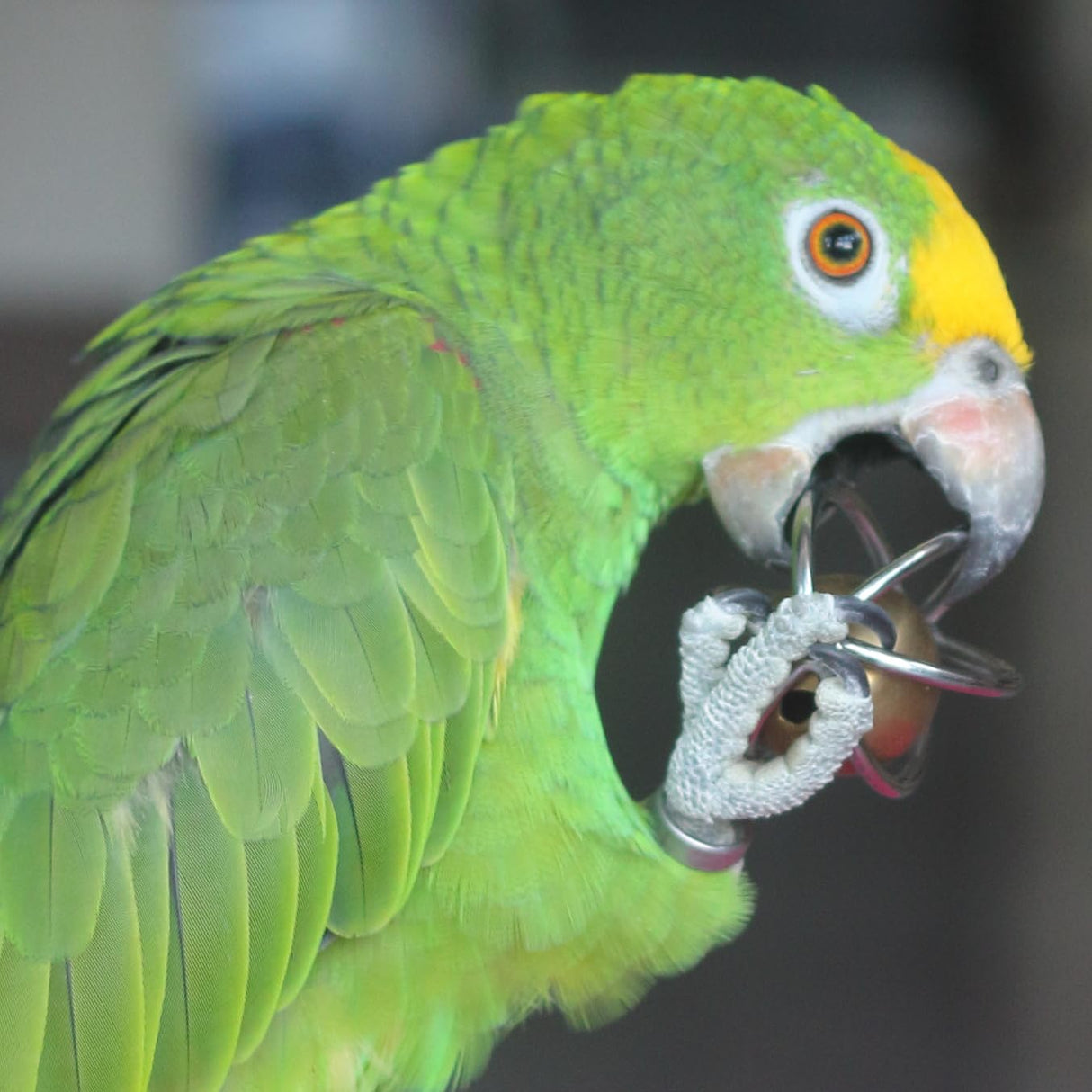 Fosrion Heavy Duty Stainless Steel Bird Toy for Large Parrots - Chew-Proof Foraging Ball with Bell for Macaws, Cockatoos, African Greys (Large)