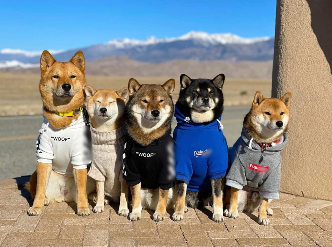 ChoChoCho Stylish Dog Hoodie Dog Clothes Streetwear Cotton Sweatshirt Fashion Outfit for Dogs Cats Puppy Small Medium Large (5XL, Black)