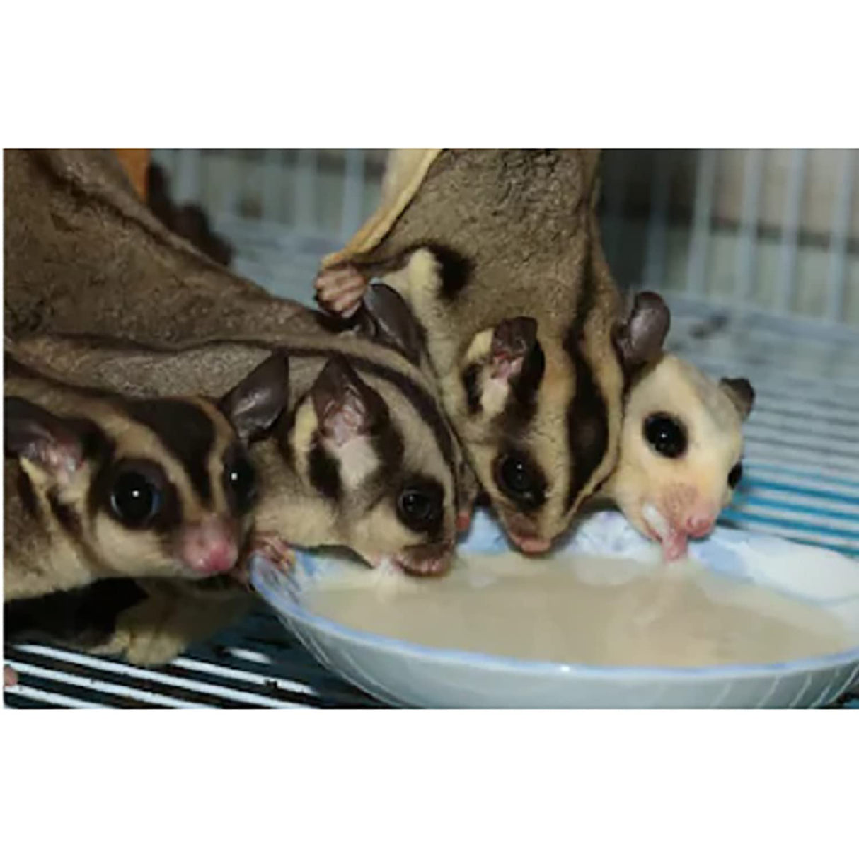 Honey & Fruit Instant-HPW (1 lb.) - All Natural Vitamin Enriched Sugar Glider Food - Healthy & Nutritious - High Protein Wombaroo - Staple Diet