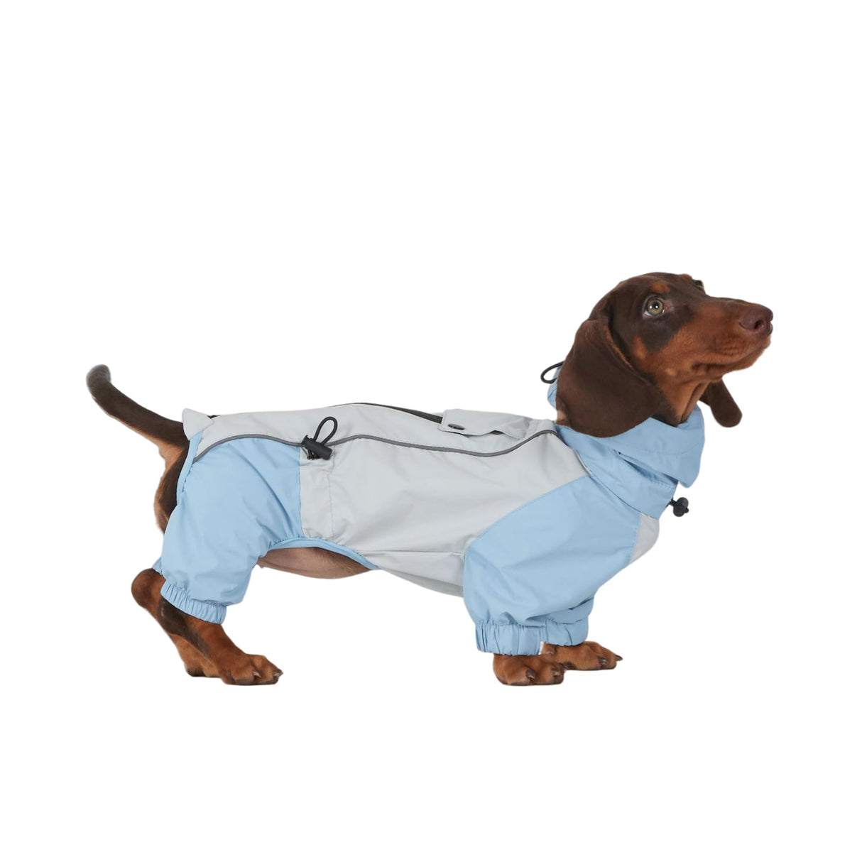 Dachshund Dog Raincoat with Legs, Waterproof Full Body Jacket, Hooded Outdoor Windbreaker for Small & Medium Dogs, Mini Dachshund Puppy Coat (Medium (13-17 lbs))