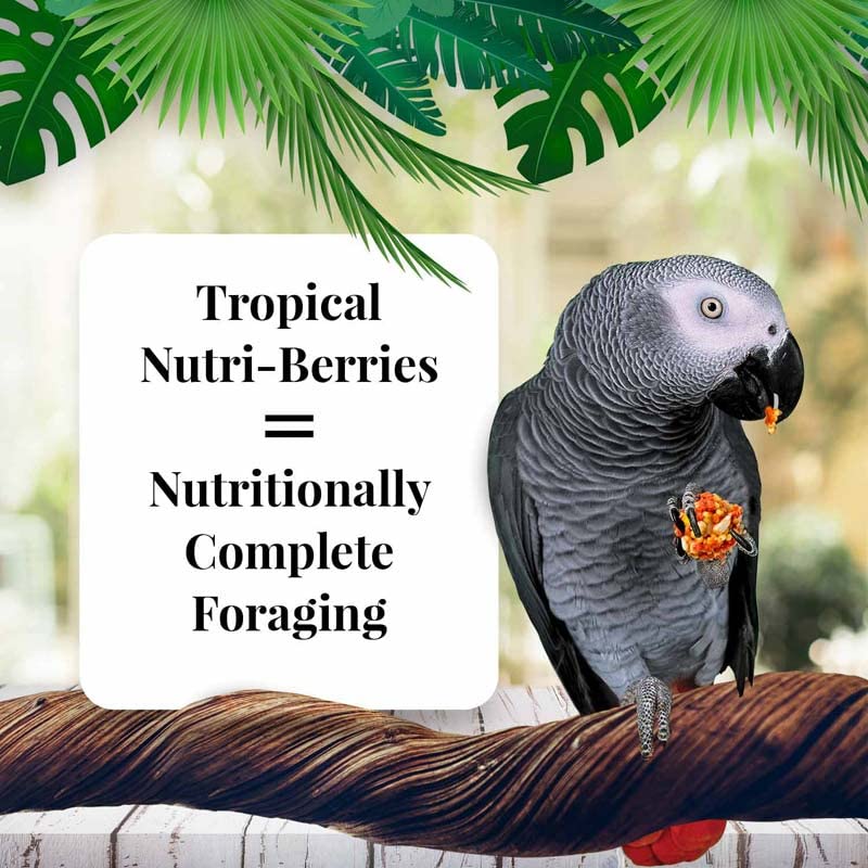 LAFEBER'S Tropical Fruit Nutri-Berries Pet Bird Food, Made with Non-GMO and Human-Grade Ingredients, for Parrots (10 oz Pack of 2)