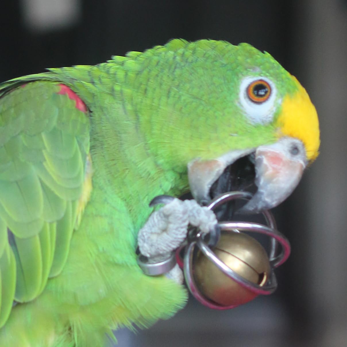 Fosrion Heavy Duty Stainless Steel Bird Toy for Large Parrots - Chew-Proof Foraging Ball with Bell for Macaws, Cockatoos, African Greys (Large)