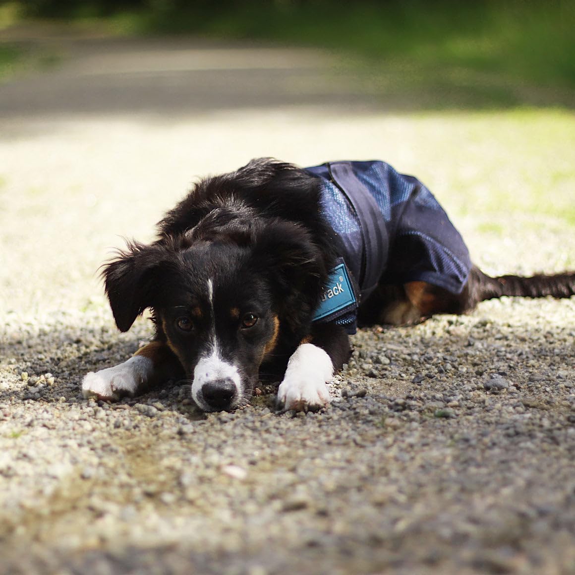 Back on Track Cool on Track Cooling Dog Coat (S2, 40cm / 14-16.5")