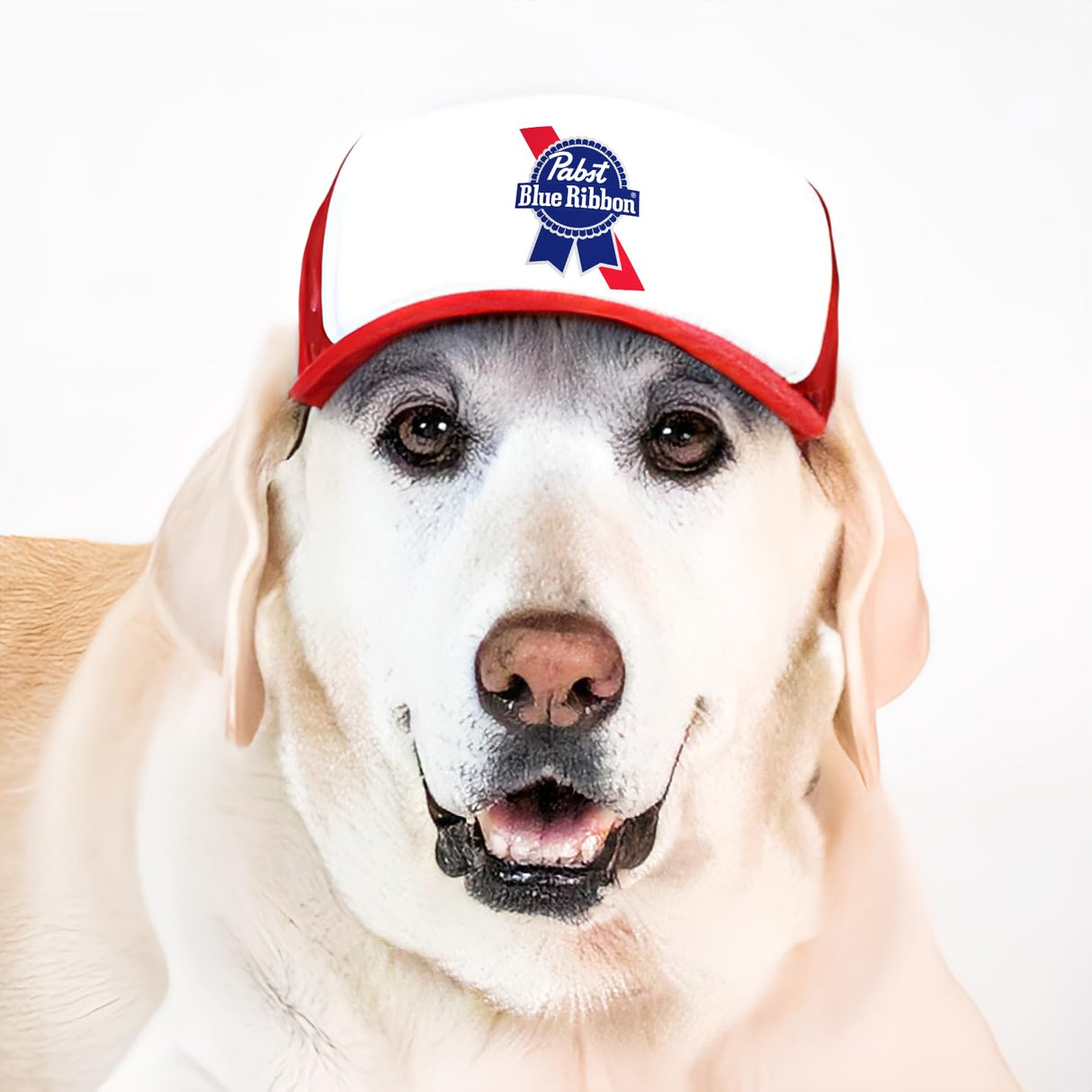 The Pabst Blue Ribbon Trucker Hat for Dogs by PupLid (X-Large, Red, Pabst)