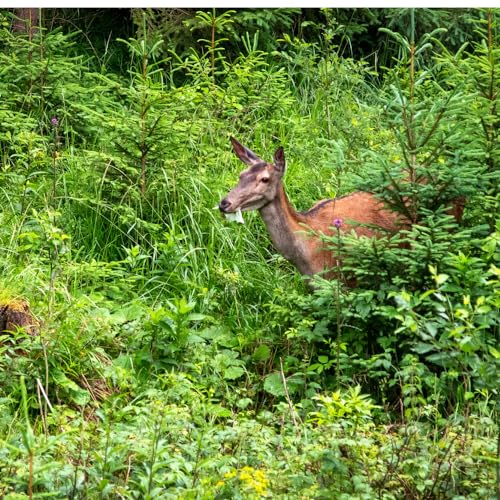 Enviro Protection Industries 10060 Deer Scram All Natural, Animal, People and Pet Safe Granular Repellent, 6 lb, Removed Attribution