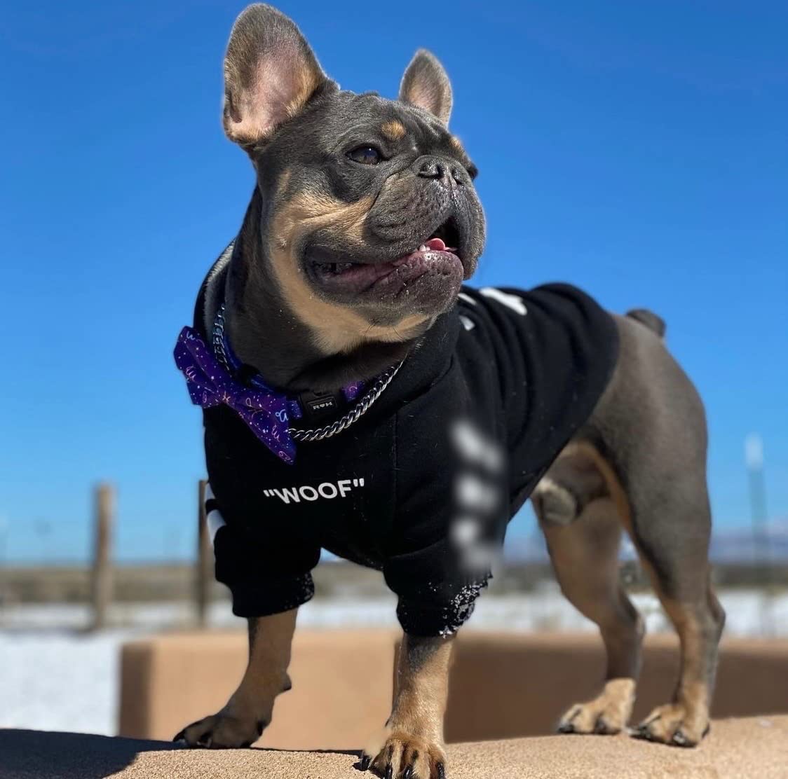 ChoChoCho Stylish Dog Hoodie Dog Clothes Streetwear Cotton Sweatshirt Fashion Outfit for Dogs Cats Puppy Small Medium Large (5XL, Black)