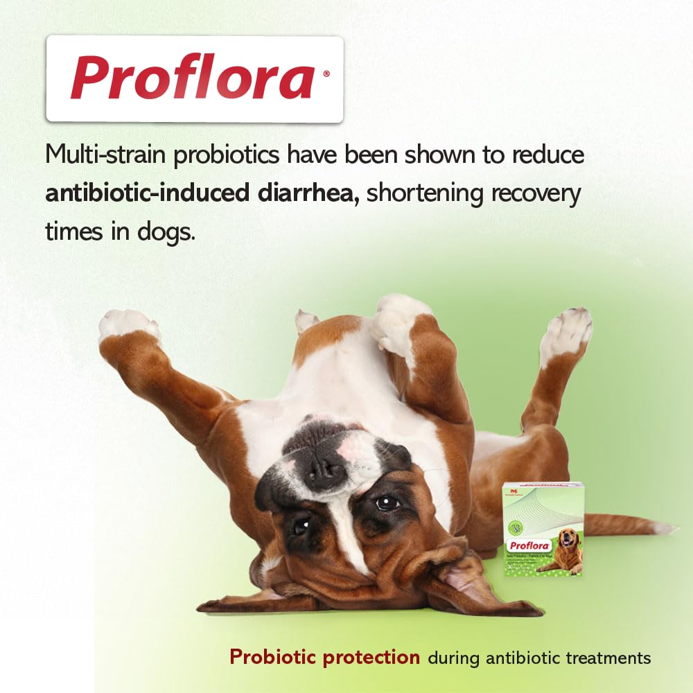 Proflora Probiotics for Dogs-Complete Gut Health & Immune Support. Easy to Use Digestive Multi-Strain Probiotics. Easier Diet Transitions, Healthier Skin & Coat & Helps Treat Diarrhea. 30 Packets.