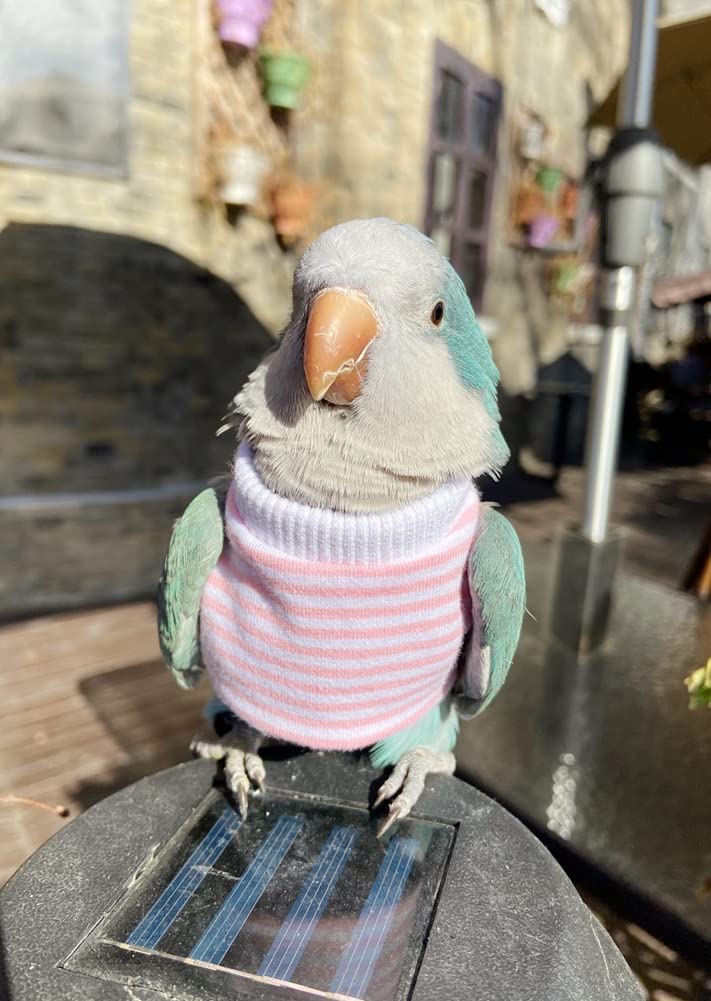 Bird Clothes - Handmade Cotton Stripe Shirt Round Collar Sweater Flight Suit for Parrots African Greys Parakeet Cockatiel Sun Conure Christmas Halloween Cosplay Apparel Bird Supplies (5XL,Pink)